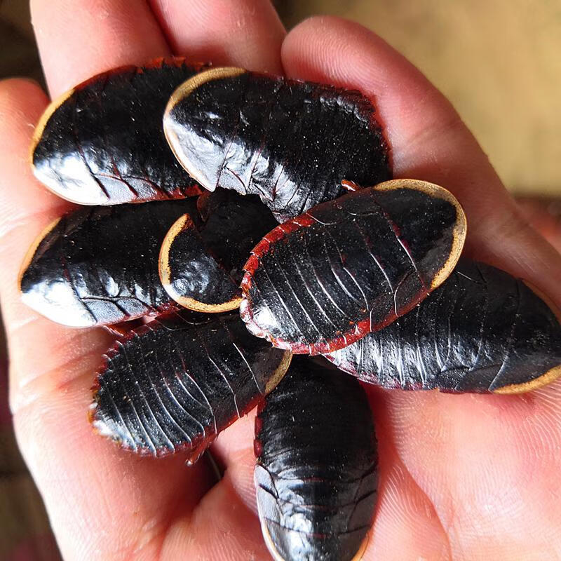 中药材金边土鳖虫新货土别非中华土元地乌龟金边土元地鳖500g 精选