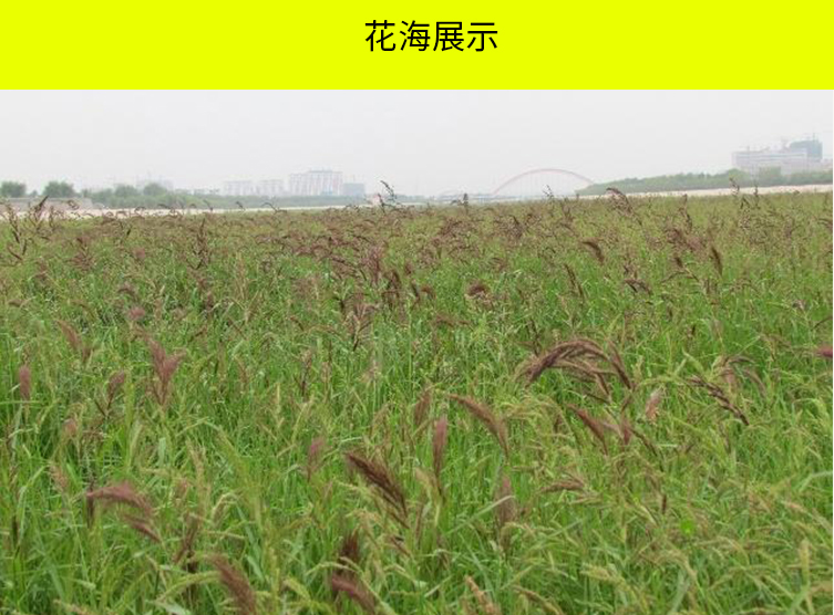 黎昕水稗草种子小米草子高产水草耐水淹耐旱湖南稷子养殖鱼虾蟹牧草籽