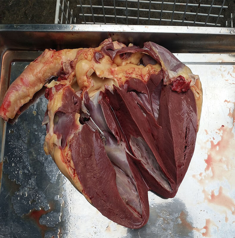 驴杂驴杂驴杂碎驴肝内脏驴心驴肚驴肠驴杂汤驴杂肉驴口条3斤左右