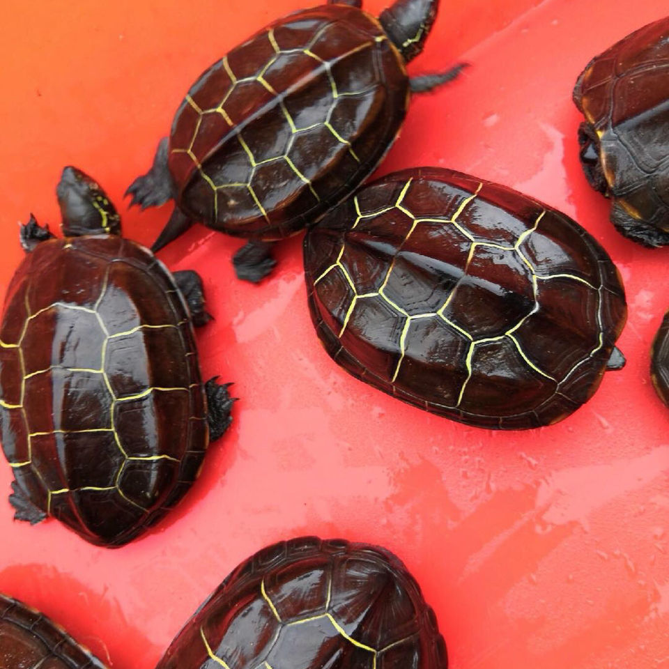 苏北金线草龟乌龟活体外塘龟宠物水龟观赏龟情侣龟草龟苗 精品苏北