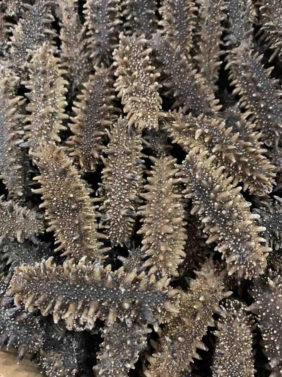 关东参北海道海参六排刺纯淡干关东海参北海道红参干货弭黎500g优选