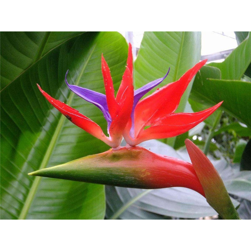 天堂鸟盆栽真花大型花卉植物室内绿植客厅鹤望兰花苗阳台四季好养 红