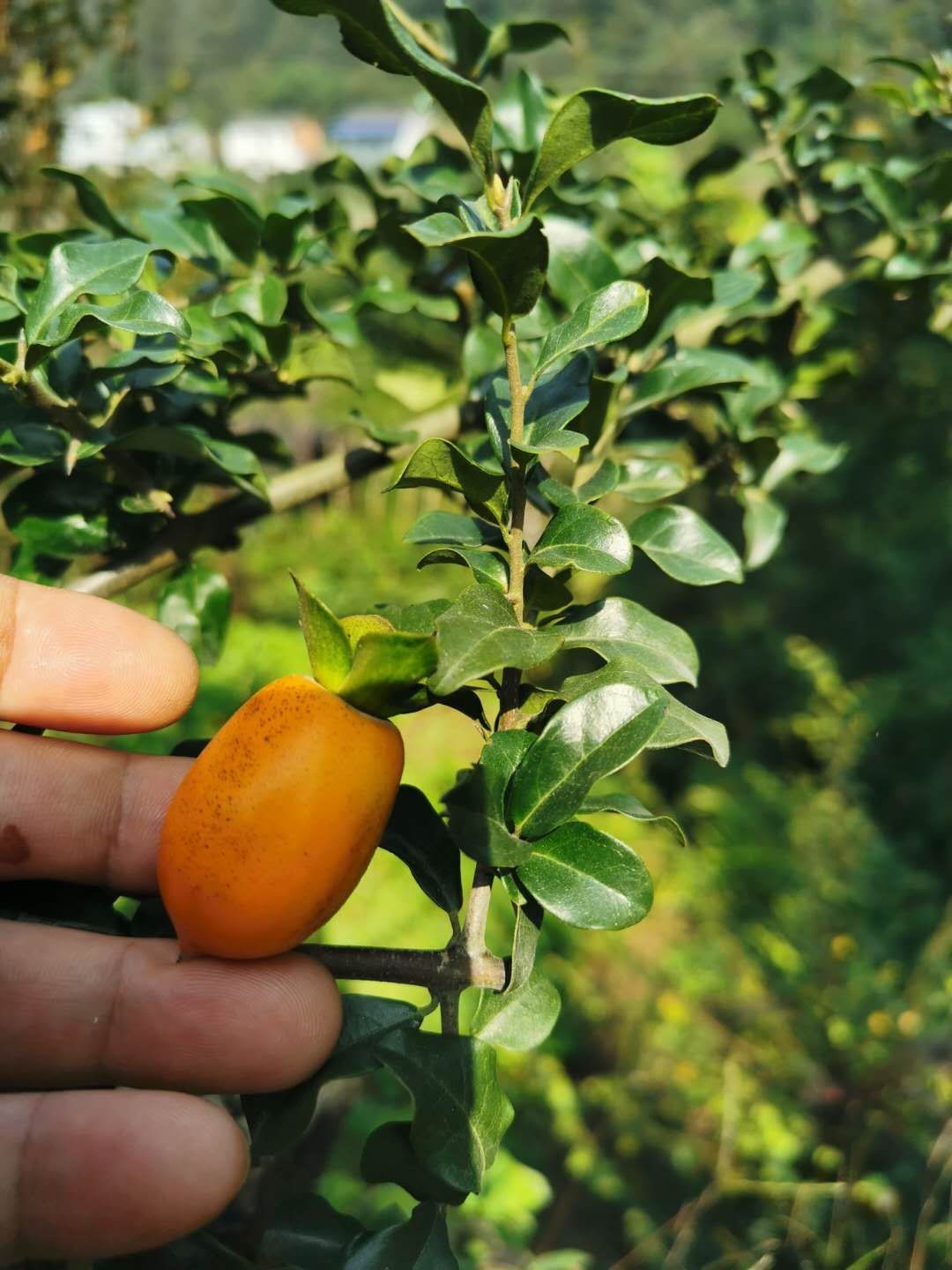 七抒金弹子四川小叶金单子带造型观果盆景可挂果盆栽