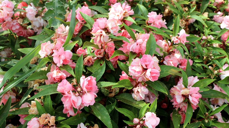 聲明:每種鳳仙花一種顏色,全部實拍.