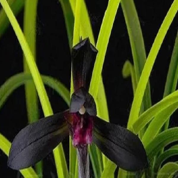 兰花春兰 黑美人稀少品种 苗壮根好 假一赔十 包公魂 4苗连体