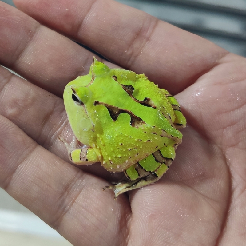 角蛙活体黄金角蛙蝌蚪角蛙活物霸王南瓜皮卡丘角蛙宠物青蛙姥爷.