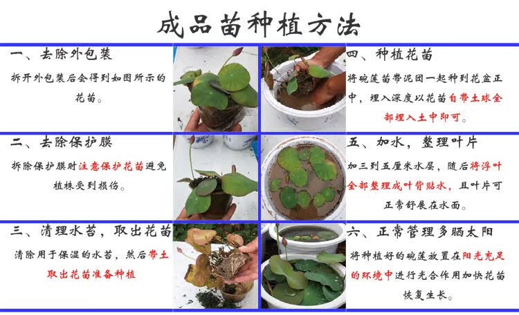 碗莲苗荷花种子水培植物种藕周劲松种建国微莲根茎试种盲盒一苗不含盆