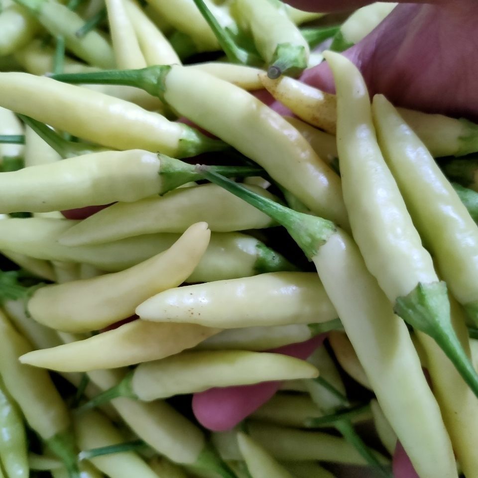 新鲜现摘野山椒泡椒魔鬼辣白米椒特辣小米辣小尖椒玉脂泡椒 一斤试用