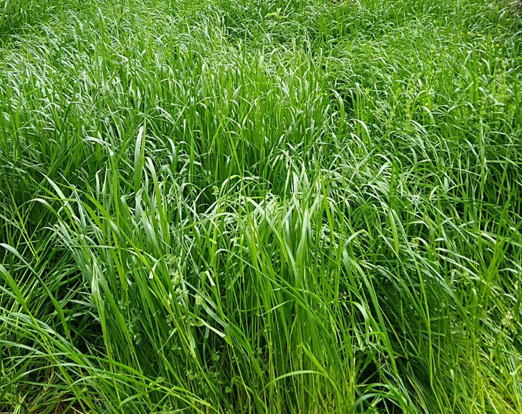 多年生黑麦草种子进口四季耐热高产型牧草籽猪牛羊鸡鸭鹅兔鱼