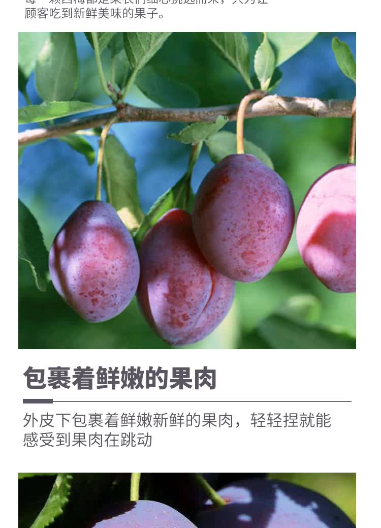 现货澳洲西梅孕妇水果新鲜甜李子大果当季时令非智利6斤