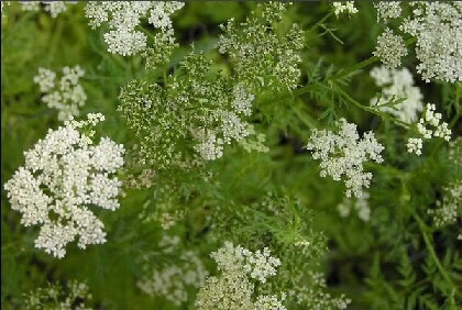 蛇床子野生中药材茴香蛇米子芫荽500g买二斤多一斤新品