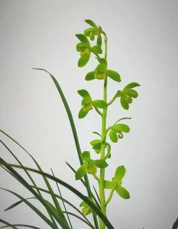 湖北名品兰花苗蕙兰国荷浓香室内绿植花卉4苗连体裸根不带土