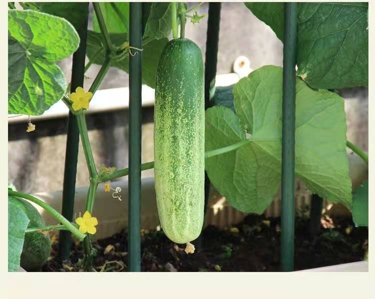 广东潮汕农家自种当季蔬菜土黄瓜生吃新鲜吊瓜青瓜有刺老黄瓜水果 2斤