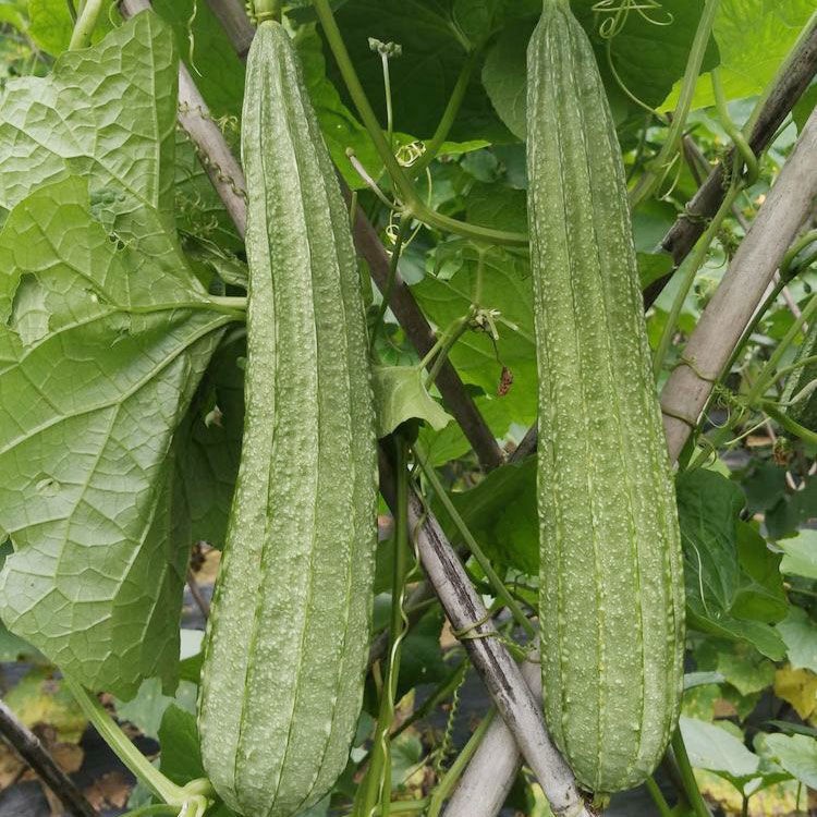 大花点肉丝瓜子棱角丝瓜特大新品种四季广东高产苗秧秋冬季蔬菜孑大肉