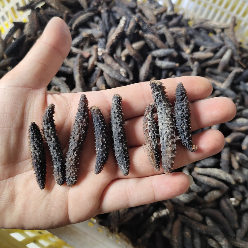 印尼黑刺参海参干货500g刺参纯淡干海参海渗秃参非辽参 黑刺海参500克