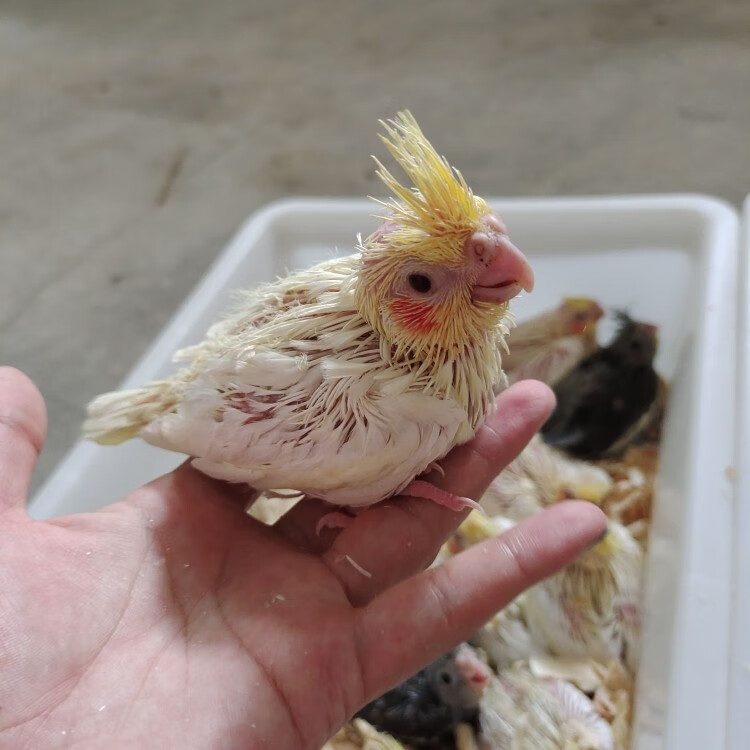 榮鬱鳥活體雛鳥親人鳥寵物桃臉牡丹鸚鵡玄鳳綠金頂日本桃藍腰黃桃3060