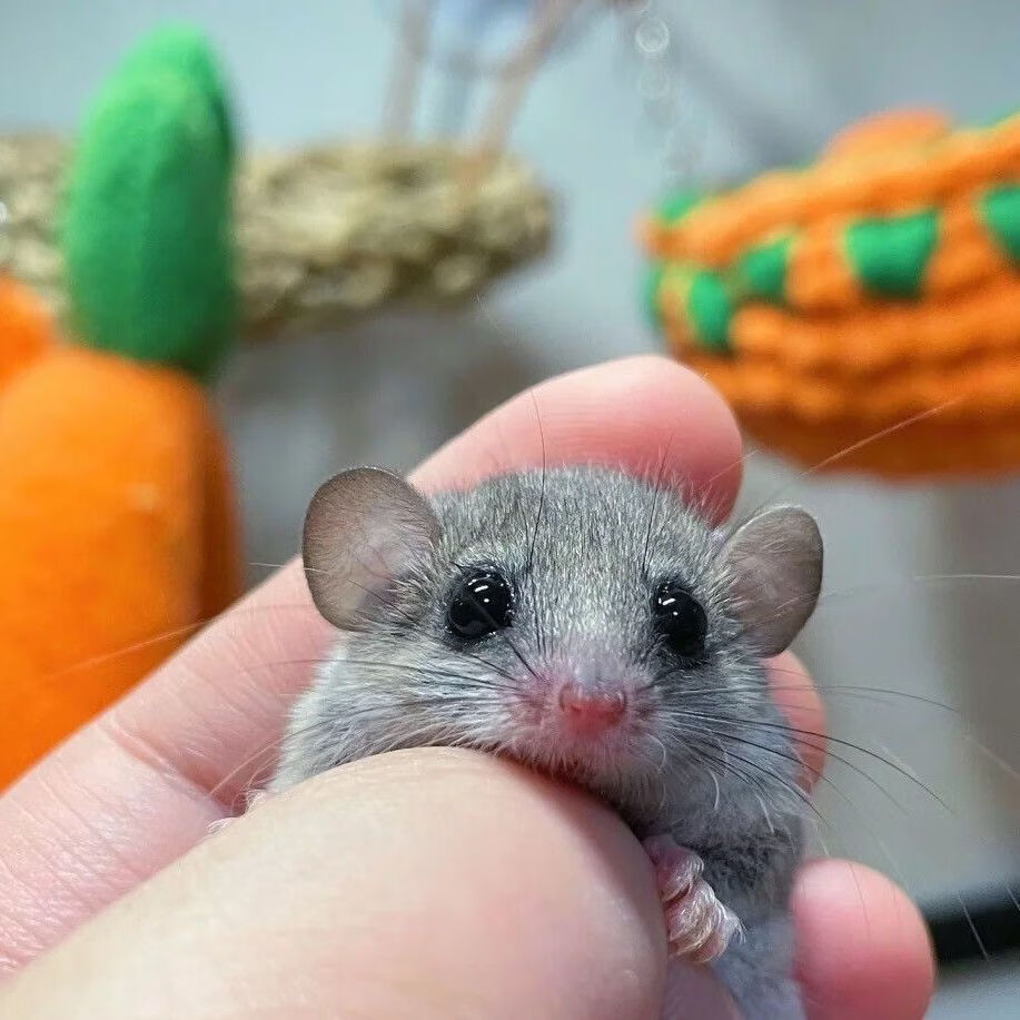 西班牙睡鼠拇指宠物幼崽粘人飞鼠活物疫苗不咬人好养活随身小宠物