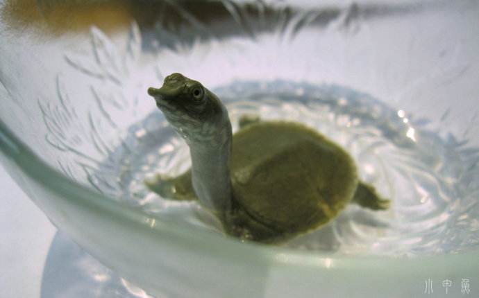 绿色召集令3g小甲鱼苗活体童子中华老鳖王八小龟团水脚幼体鳖