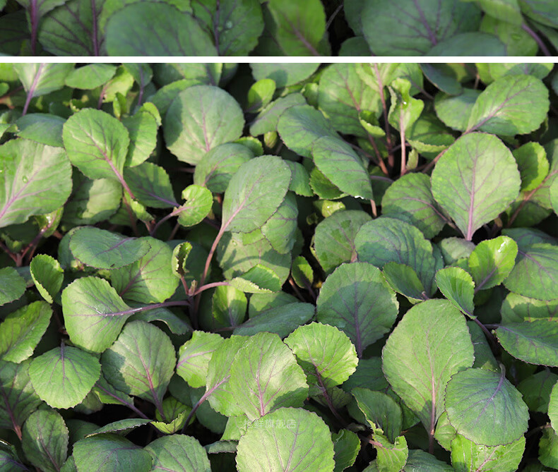 紫甘蓝种子苗秧秋季阳台种菜沙拉包菜四季蔬菜苗种籽孑大全幼苗根 紫