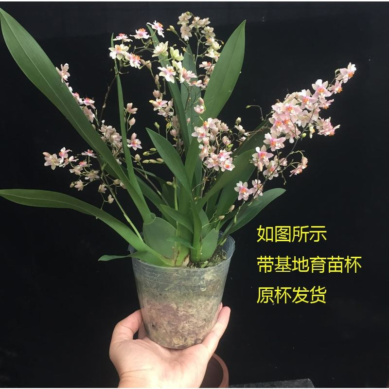 兰花洋兰跳舞兰迷你香水文心兰苗室内花卉盆栽浓香冬季带花发货r38