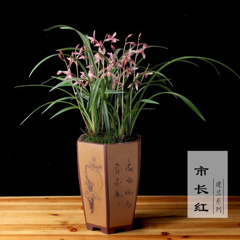 兰花】精品兰花苗盆栽建兰墨兰浓香型室内兰花 凤凰来仪【超香建兰】
