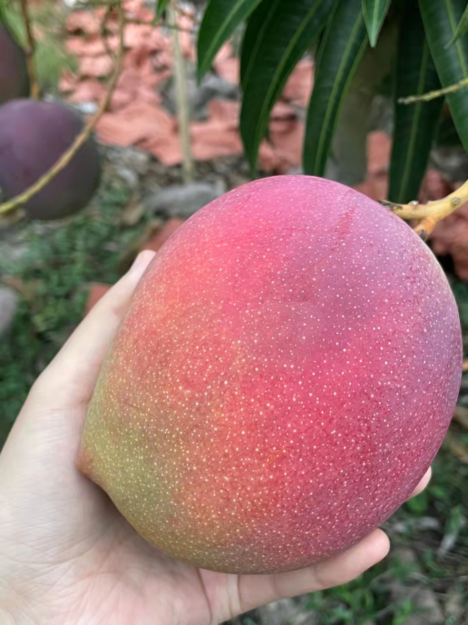 顺丰快递日本品种宫崎太阳之子芒果树上完熟太阳芒礼盒装46个装5斤