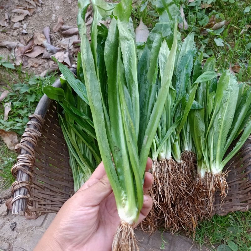云南新鲜大芫荽 老缅芫荽苗泰国香料刺芫荽刺芹大芫茜越南香菜 30棵苗