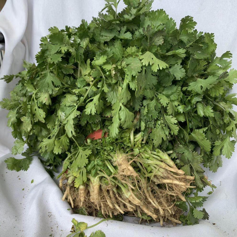源外园香菜新鲜蔬菜芫荽农家矮脚土香菜霜冻香菜红根香菜团建礼生鲜