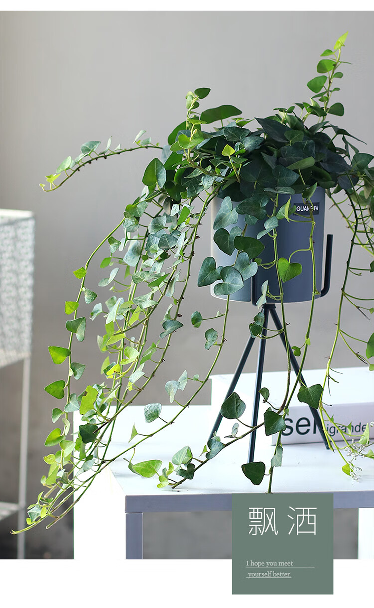 室内金边垂吊长藤绿植垂藤水培爬藤植物绿萝盆栽 青叶常春藤(长) 简盆