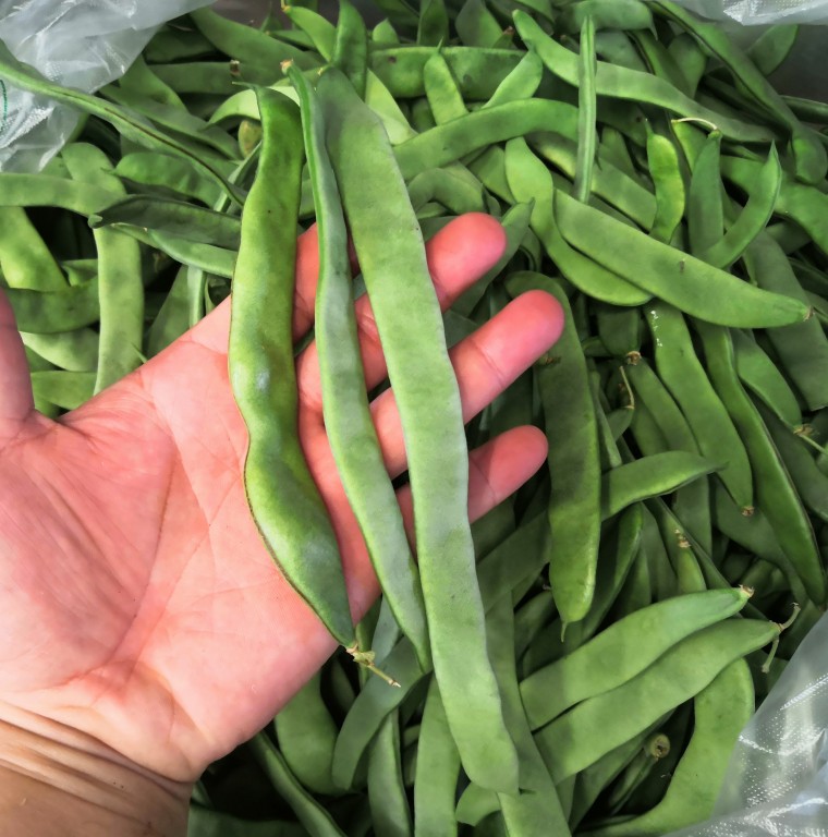 晨臻扁豆角新鲜扁芸豆豆角4斤四季豆刀豆新鲜蔬菜农家种植现摘 2000g