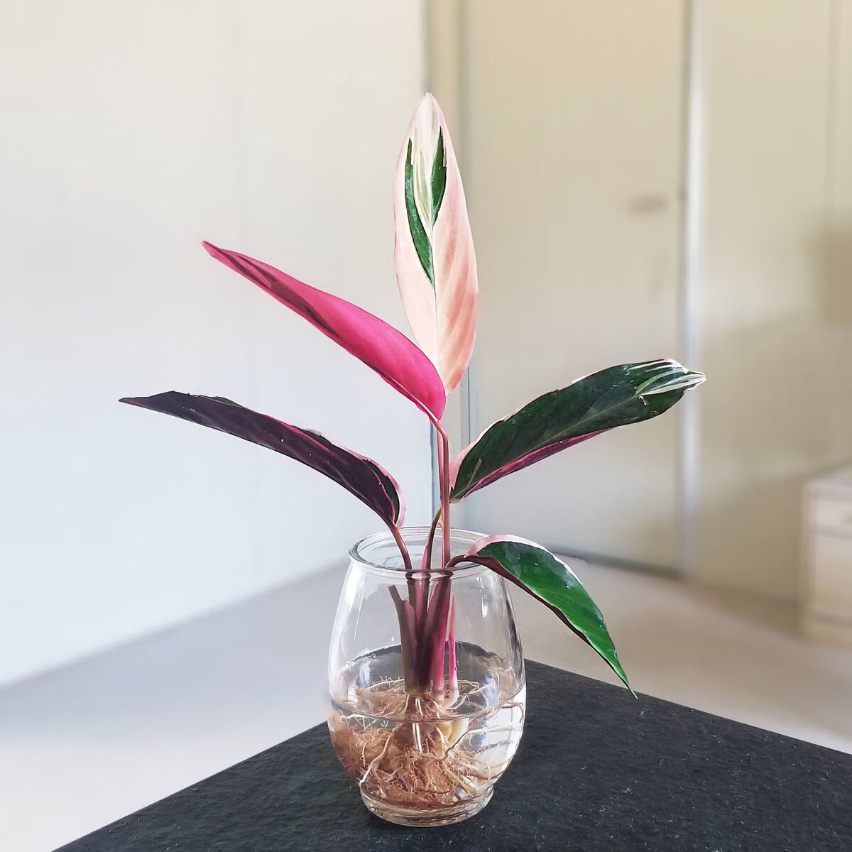 凤凰羽水培养植物室内绿植花卉盆栽富贵竹水养好养懒人花两棵凤凰羽一