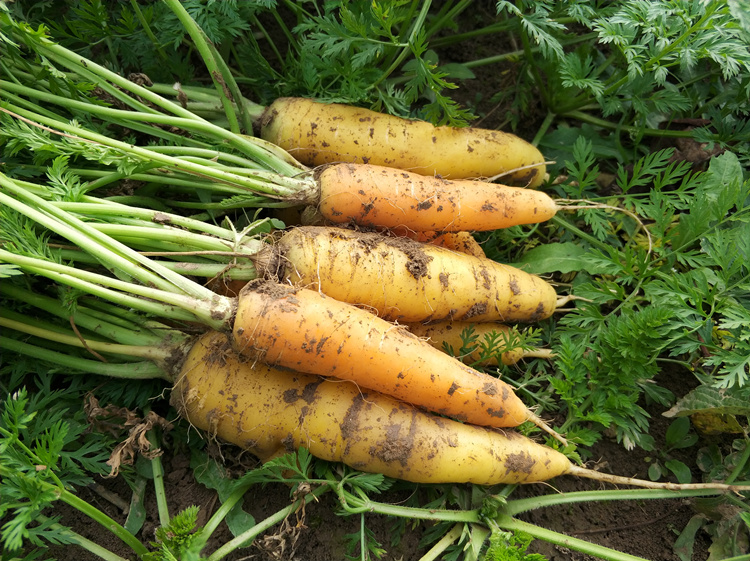 新鲜黄胡萝卜5斤农家自种老品种手指小黄胡萝卜