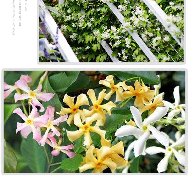 风车爬藤植物藤蔓络石藤庭院盆栽室外阳台花卉 4年苗40厘米高粉色 不