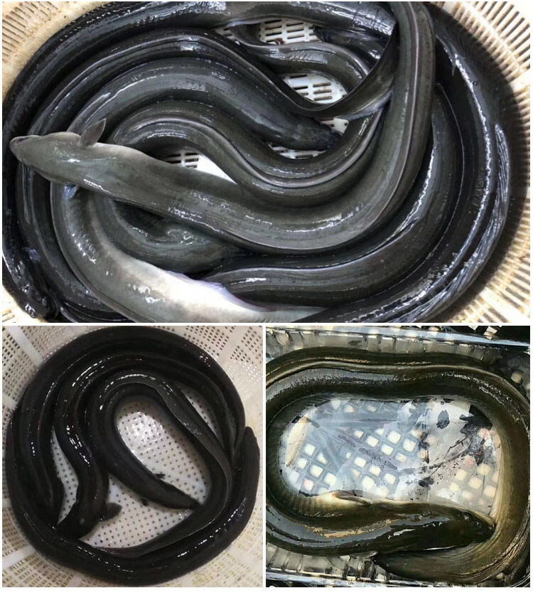 淡水河鳗鱼黑鳗白鳗鱼鲜活现捕鳗鱼整条鲜活生鲜鳗鱼 禧客鲜 1.