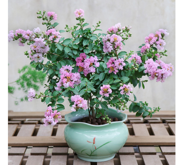 紫薇花盆栽植物阳台室内窗台庭院盆景净化空气吸甲醛观花植物 紫薇