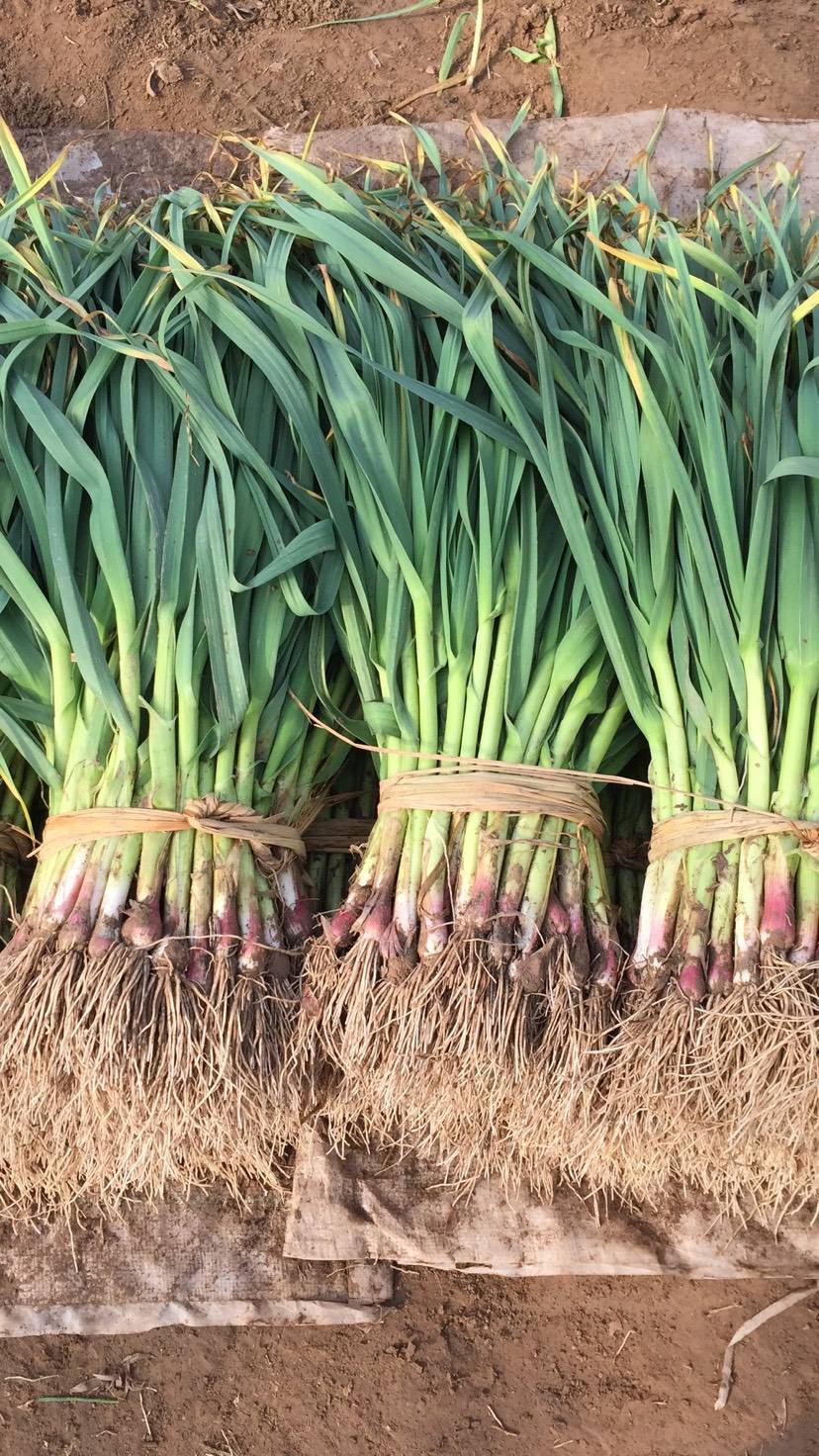 新鲜大蒜苗红皮大蒜苗现挖现发带土发货红皮大蒜农家