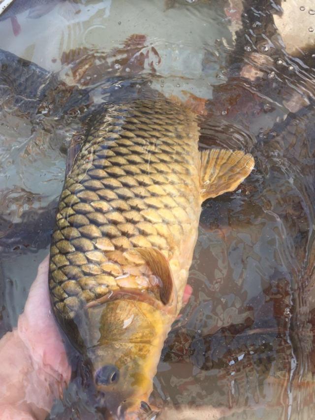 lism河源东江鲤鱼河鱼河鲜鲤新鲜营月子煲汤3斤江河鱼