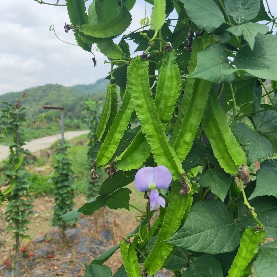 新鲜四角豆1斤海南三亚特产四棱豆杨桃龙豆皇帝豆空