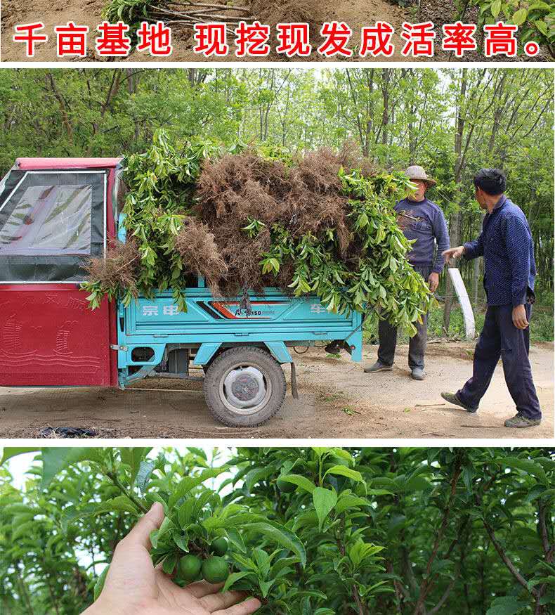 美人醉李子树苗南方北方种植盆栽地栽果树嫁接蜂糖李子苗当年结果3年