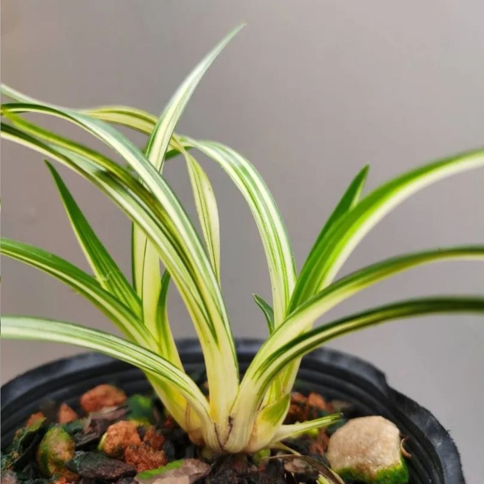 兰花[富贵阳光] 矮种春兰 黄金中透金边叶艺 室内绿植花卉盆栽 送春中