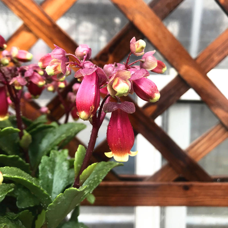 长寿宫灯盆栽带花长寿花植物花卉灯笼花宫灯长寿花盆栽 长寿宫灯 单瓣