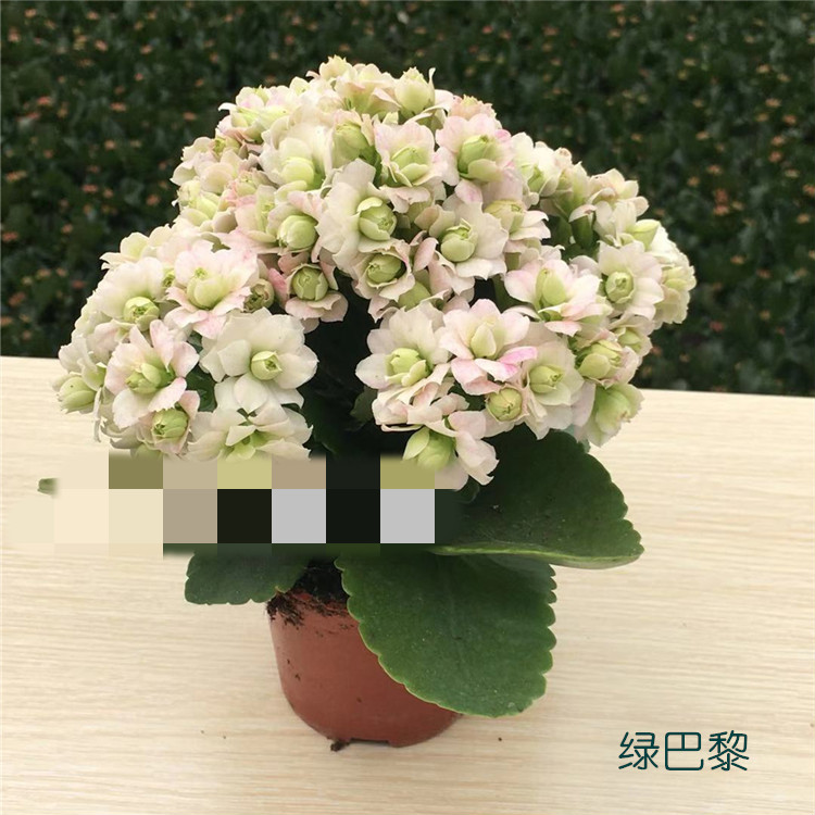 长寿花巴黎 重瓣长寿花盆栽耐养型花卉绿巴黎花苗四季开花z1 铂金红