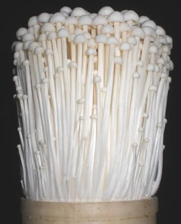 金针菇150g/包 新鲜时鲜菌类火锅新鲜金针菇【图片 价格 品牌 报价】