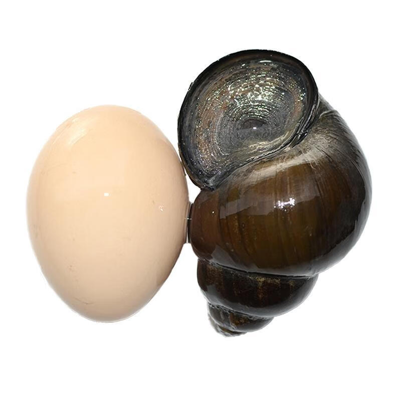 大田螺鲜活新鲜大田螺鲜活超大活体田螺肉观赏藻大号大泥螺大田螺1斤