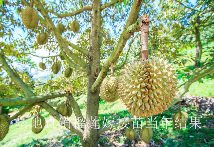 頭嫁接當年結果地栽盆栽南方北方種植嘉寶果苗巴掌榴蓮3年苗明年結果