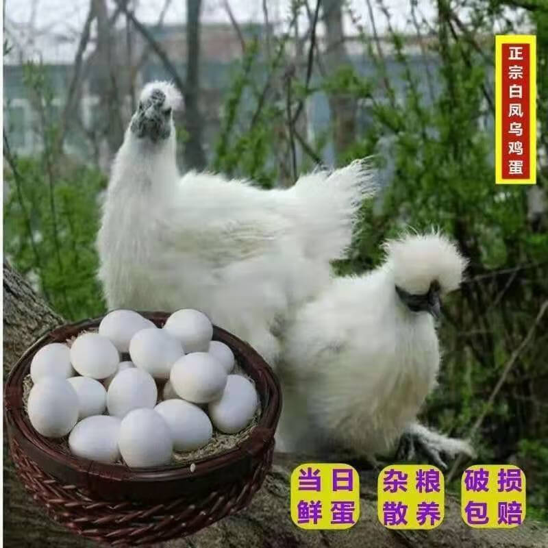 白凤乌鸡蛋柴草土鸡蛋农家正宗山林散养新鲜20/30/40枚芳玫 40枚