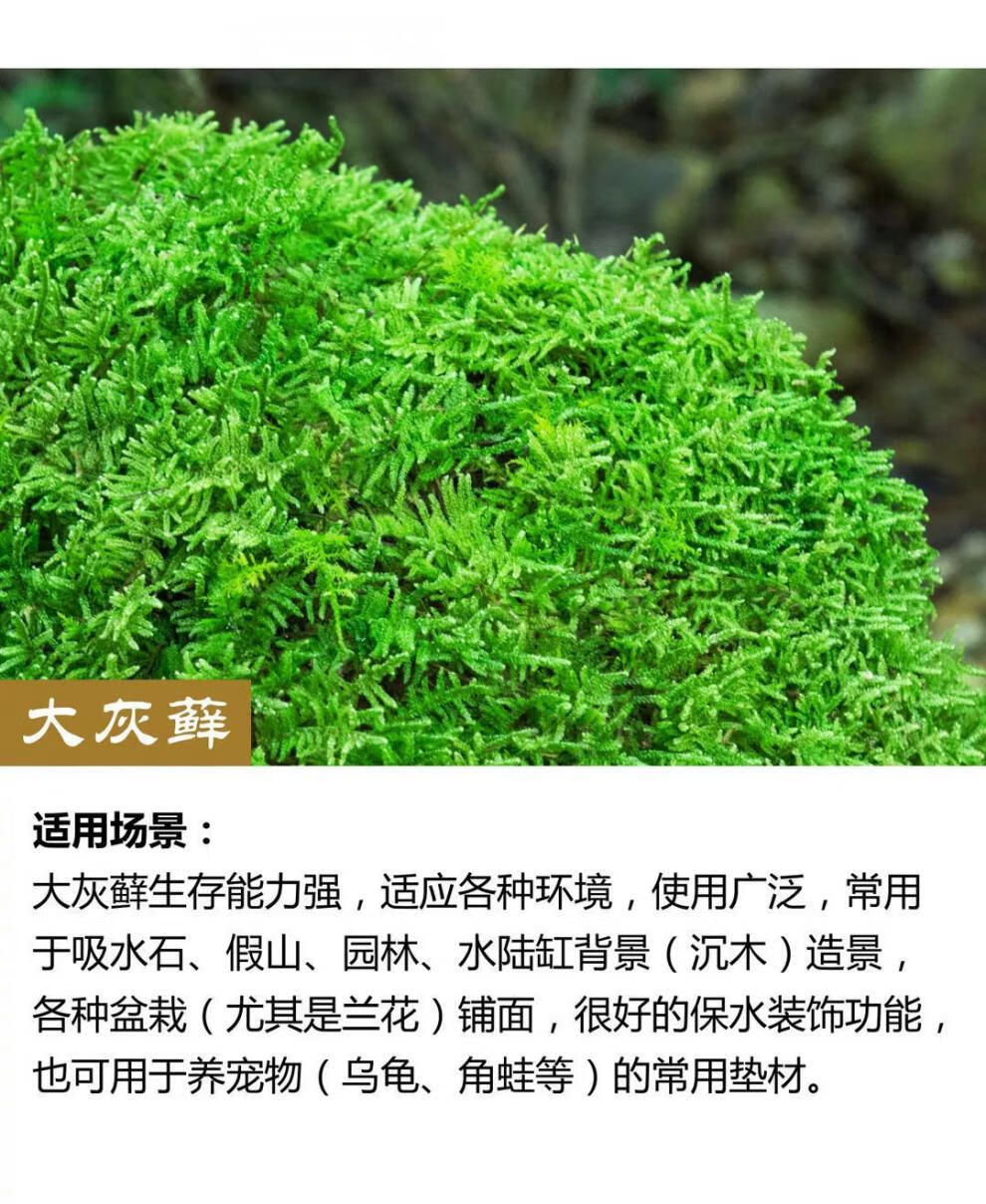 5，苔蘚微景觀青苔盆景裝飾造景植物鋪麪鮮活假山水陸缸diy室內綠植 人工大灰蘚10*10cm4片