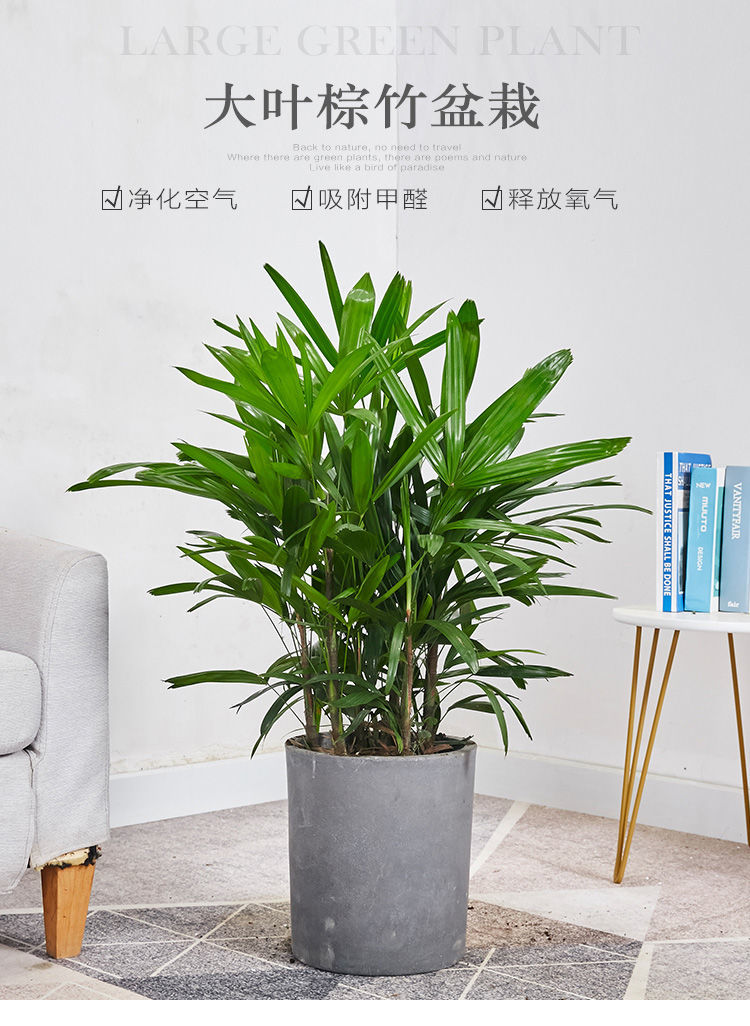 【送货上门】大叶棕竹盆栽中大型室内外观叶植物客厅卧室办公室除甲醛