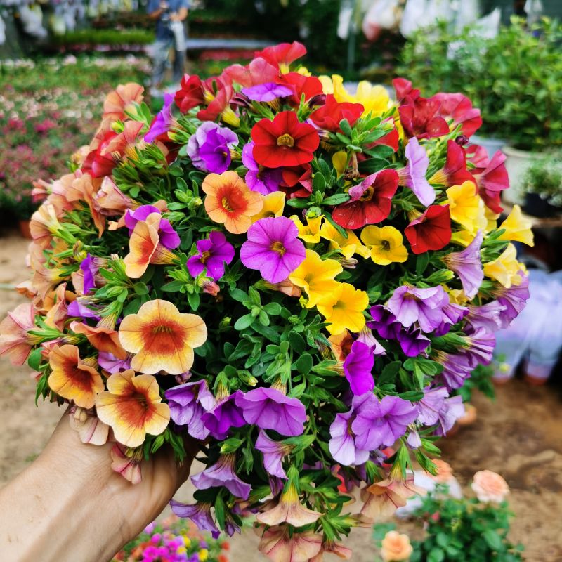 混色百万小玲盆栽舞春花矮牵牛垂吊植物室外阳台庭院