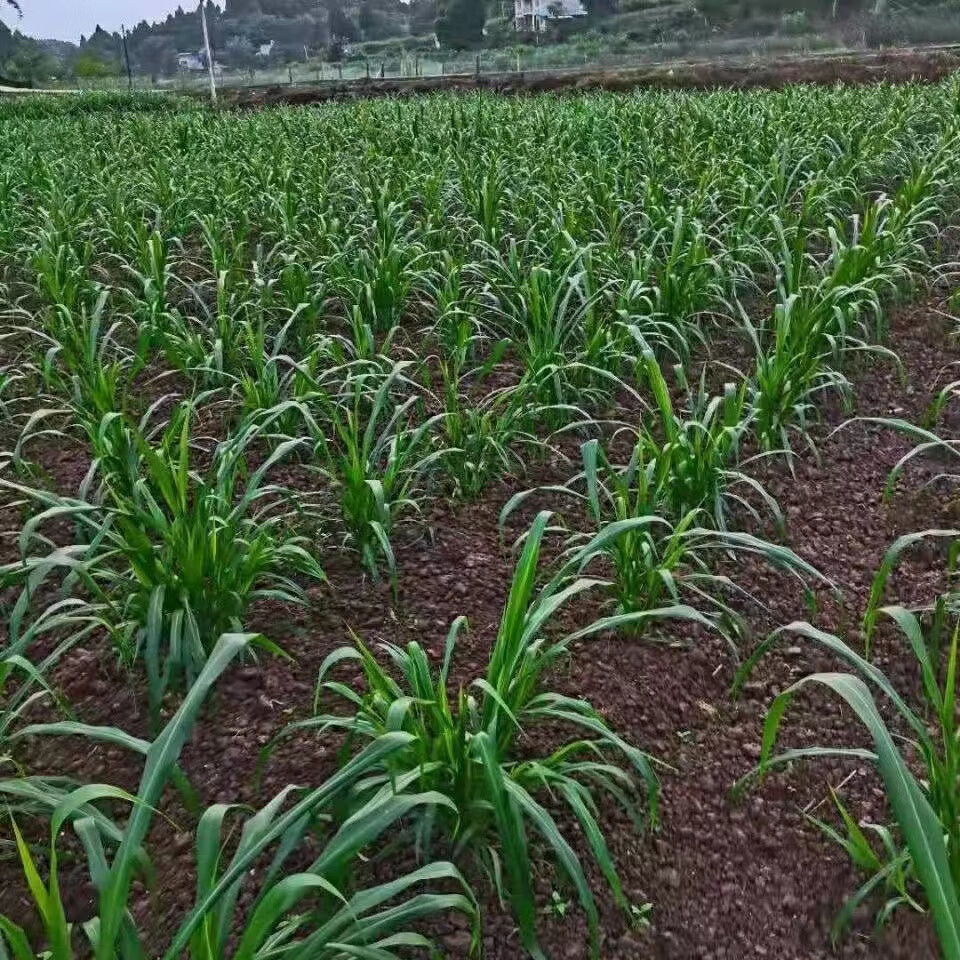 耐寒金牧粮草牧草种子高丹草四季常青高产养殖牛羊鱼兔牧草畜牧草 金